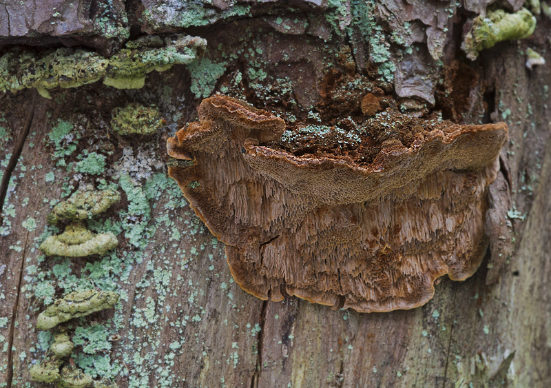 Phellinus pini